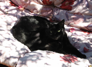 Cassie is a large, spoiled black cat, bearing a strange resemblance to a handbag.