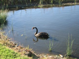 A Black Swan
