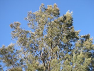 The sky, from a park somewhere on the North shore of the Swan River, Perth