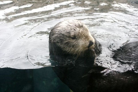 Otter!